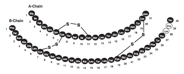 Primary Structure  
