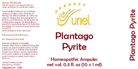Plantago Pyrite Ampules
