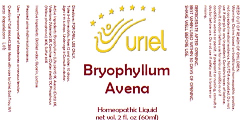 Bryophyllum Avena Liquid